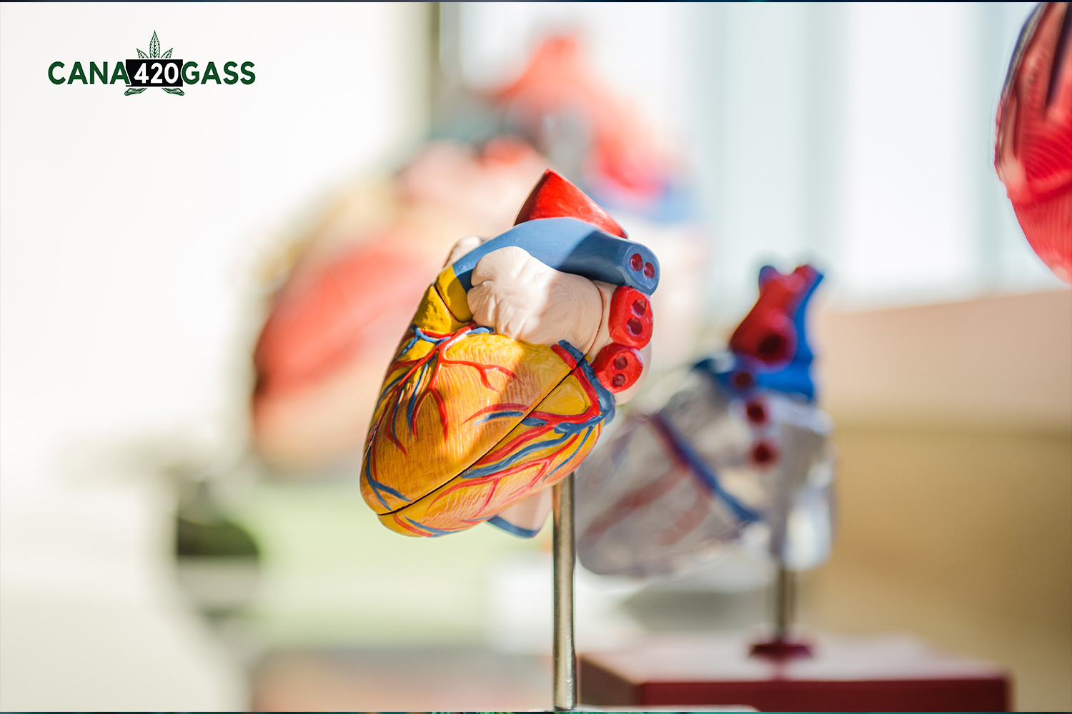 CBD And Heart Diseases