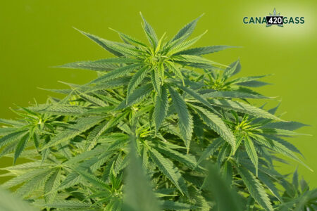 Recent Trends in Marijuana Packaging