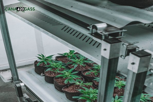 Best Indoor Marijuana