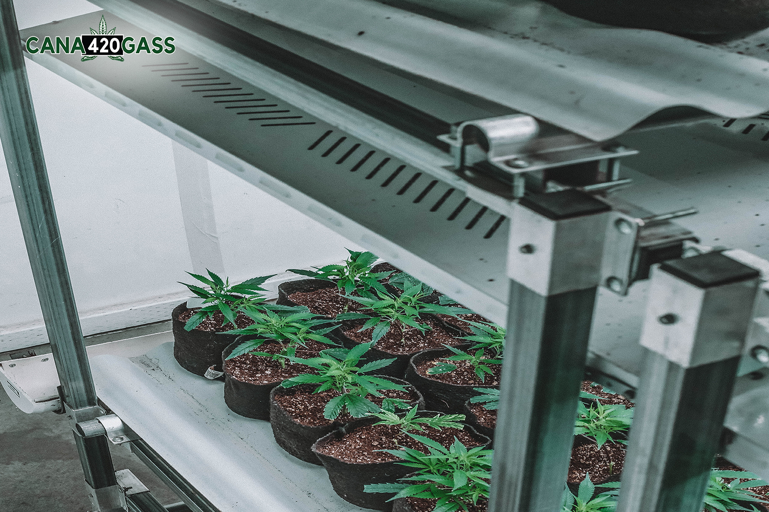 Best Indoor Marijuana