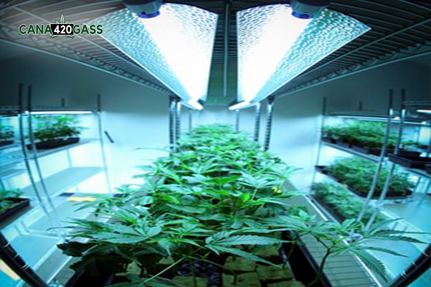 aeroponics marijuana