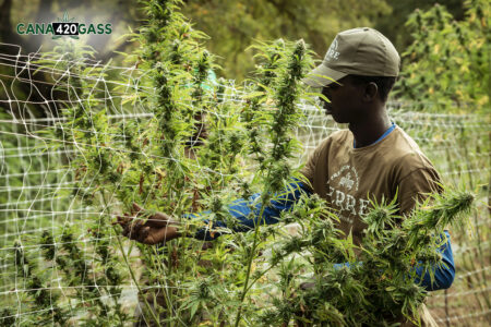 A Beginner’s Guide to Growing Cannabis Plants