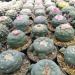 Peyote