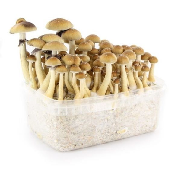 Psilocybe Cubensis