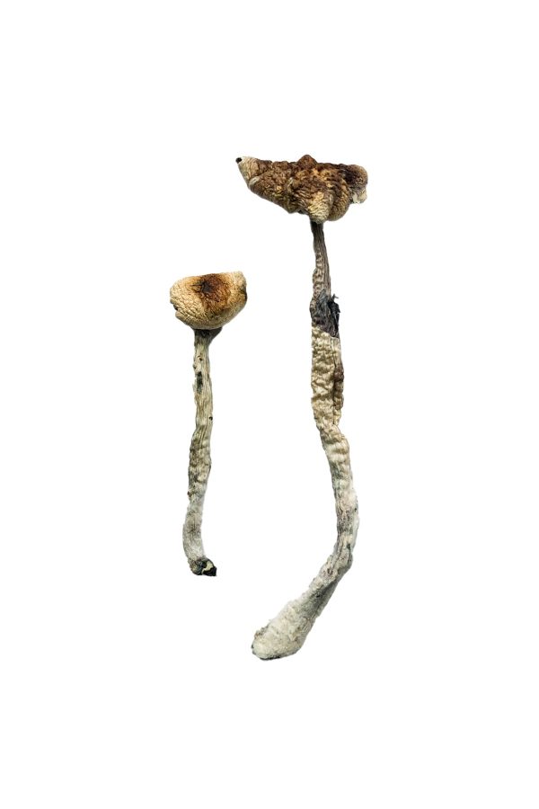 Z-Strain-Magic-Mushrooms Z Strain Magic Mushrooms