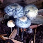 Magic Mushroom
