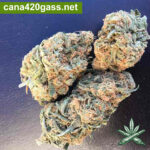 Blue-Dream