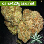 OG-Kush