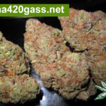 Bubba-Kush