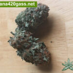 Blueberry-Kush