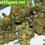 Hash-Plant