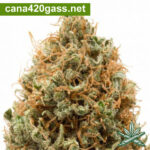 Durban-Poison