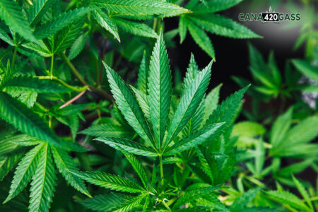 The Ultimate Cannabis Packaging Checklist