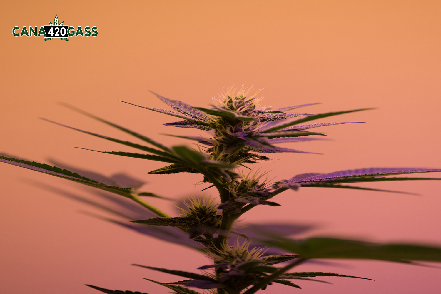 Medicinal Cannabis