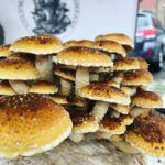 Columbia Cap Mushrooms