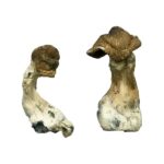 Ecuadorian Magic Mushrooms